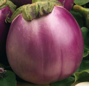 Патладжан без горчивина най-вкусен за пържене Беатриче - Eggplant Beatriche F1