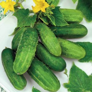 Корнишон високо продуктивен сорт устойчив на болести - Cucumber Basza