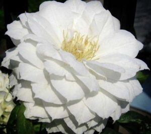 Клематис Дукеса с едри бели изцяло кичести цветове - Clematis Duchess of Edinburgh