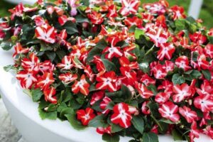 Импасианс звезда смес почвопокривен нисък за сянка 50 семена - Impatiens walleriana Imara star mix Импасианс звезда смес почвопокривен нисък за сянка 50 семена - Impatiens walleriana Imara star mix