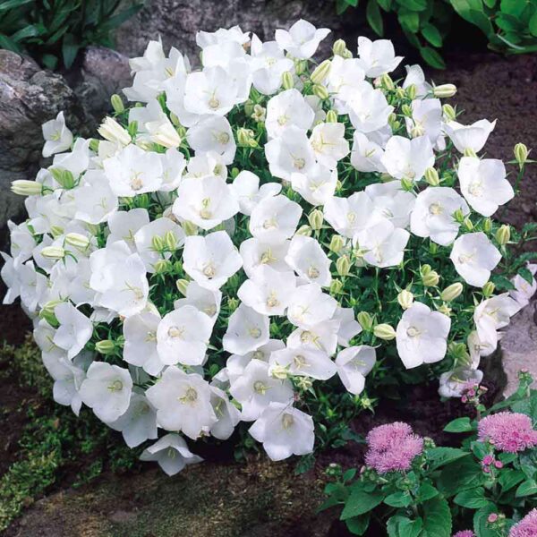Кампанула зимоустойчива за балкони и градини 50 броя семена - Campanula carpatica Clips white