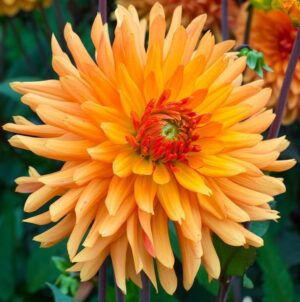 Далия със супер траен цвят - Dahlia Glory of noordwijk Далия със супер траен цвят - Dahlia Glory of noordwijk