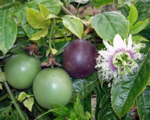 Цвете на страстта Ядлива Пасифлора с плод маракуя - Passiflora edulis (Passion fruit)