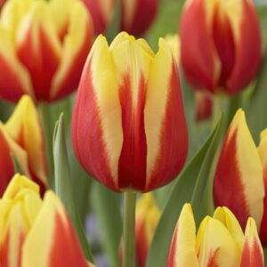 Лале блясък в малинено червено и слънчево жълто - Tulip Flair