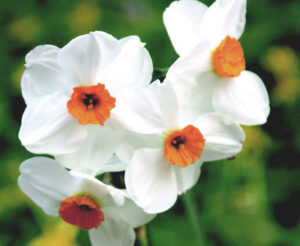 Нарцис не изчезващ ароматен четворен - Narcissus Geranium