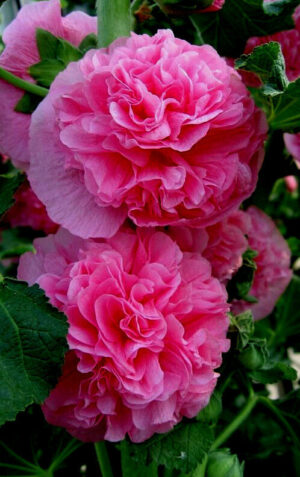 Много ефектна кичеста ароматна ружа - Alcea rosea double pink