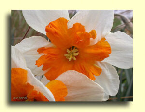 Нарцис с къдрава лула Париж - Narcissus Parisienne