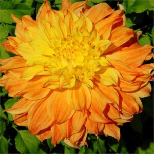 Далия с гигантски 25 см цвят Кралят слънце- Dahlia El Sol Далия с гигантски 25 см цвят Кралят слънце- Dahlia El Sol