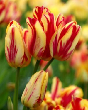 Уникално четворно лале взрив от ярки багри Клуб на чудесата - Tulip wonder club
