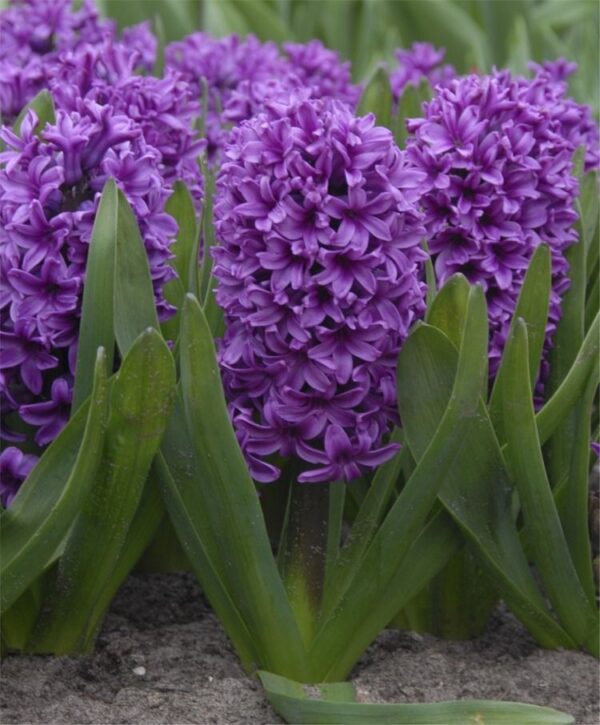 Зюмбюл лилава сензация - Hyacinthus Purple Sensation