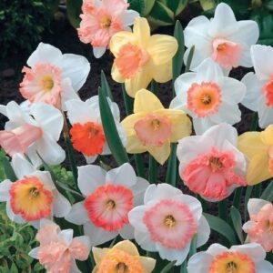 Нарцис срозова лула смес - Narcissus mix pink
