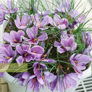 Минзухар шафранов лилавото злато натурализира се - Crocus sativus (Saffran)