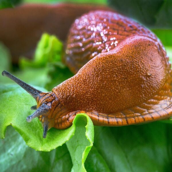 Еко натурален препарат против нашествие на голи и черупкови охлюви 1500 грама - Granulated snail disabituante