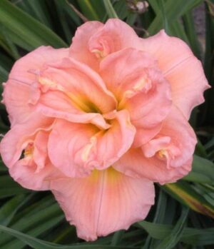Хемерокалис кичеста класика - Hemerocallis double classic Хемерокалис кичеста класика - Hemerocallis double classic