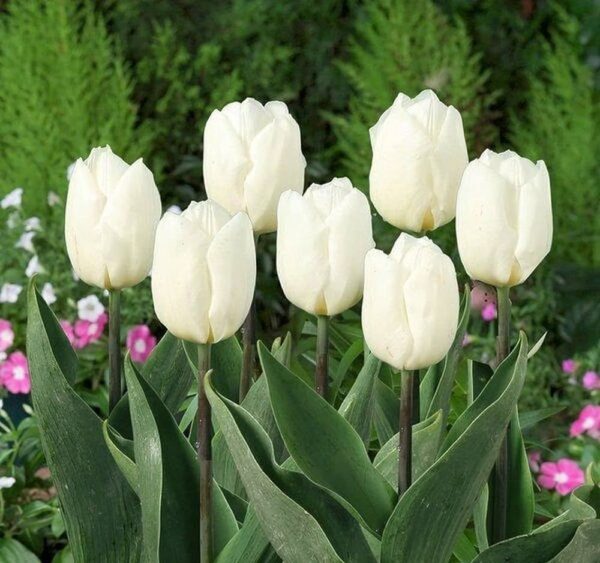 Лале за изискани градинари бялата принцеса - Tulip white Prince