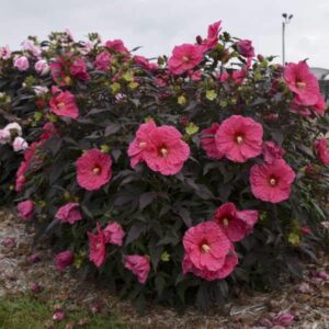 Хибискус зимоустойчив 25 см цвят многогодишен храст за слънчеви градини - Hibiscus Summer