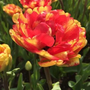 Лале ексклузивно и наградено слънчев залез - Tulip Sundowner