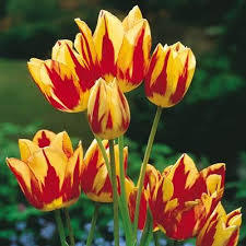 Лале петорно с 5 стръка сорт Цветен спектакъл - Tulip colour spectacle