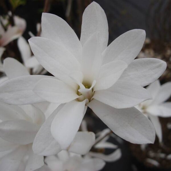 Магнолия най-зимоустойчива и ароматна звезда - Magnolia star