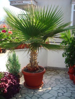 Палма Вашингтония - Washington palm tree seeds