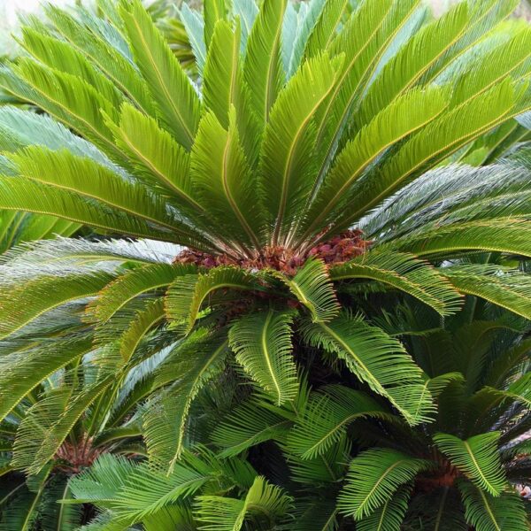 Тор специален за цикас палми - Cycas and tropical palms fertilizer