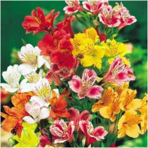 Най-студоустойчивата градинска алстромерия смес по цветове семена - Alstroemeria Ligtu dr Salters