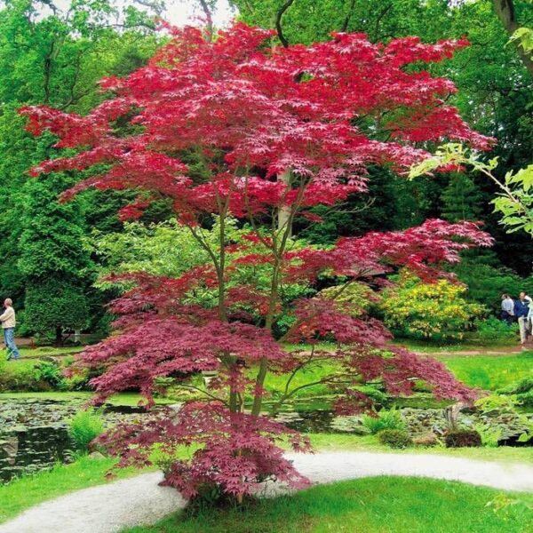 Вкоренен разсад за най-красивият зимоустойчив вечнозелен храст японски клен - Acer Palmatum red