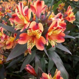 Алстромерия разсад в саксия екзотична и цъфтяща от юни до септември - Alstroemeria indian summer