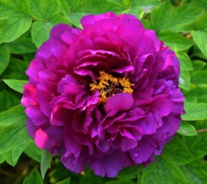 Един от най-уникалните Божур Итох Дебют с аромат на роза и 20 см. цвят - Paeonia itoh First arrival