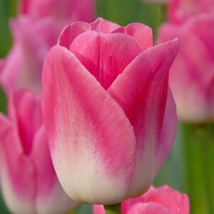 Лале любимо на градинарите здраво и издръжливо - Tulip dynasty