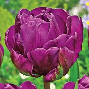 Лале единственото синьо кичесто като роза син диамант 7 броя - Tulip Blue Diamond 7 Лале единственото синьо кичесто като роза син диамант 7 броя - Tulip Blue Diamond 7