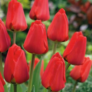 Лале класическо червено многогодишно през годините не изчезва - Tulip apeldoorn