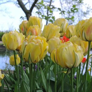 Лале двуцветно кичесто и ароматно - Tulip Akebono