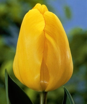 Лале многогодишно НЕ ИЗЧЕЗВА златен Оскфорт - Tulip golden oxford