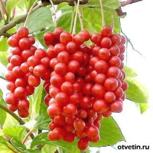 Магнолия Китайски лемонник Шизандра увивна зимоустойчива лиана - Schisandra chinensis Sadova