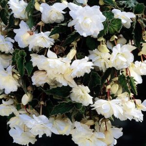 Бегония висяща най - елегантната бяла - Begonia pendula white