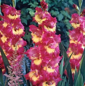 Гладиол с едри контрастни цветове Далечен запад - Gladiolus First west