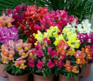 Кученца супер ранни ниски и ароматни 50 броя семена смес - Snapdragon Snappy mix Кученца супер ранни ниски и ароматни 50 броя семена смес - Snapdragon Snappy mix