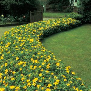 Жълт кантарион многогодишен ароматен храст и много полезна билка - Hypericum perforatum Topaz