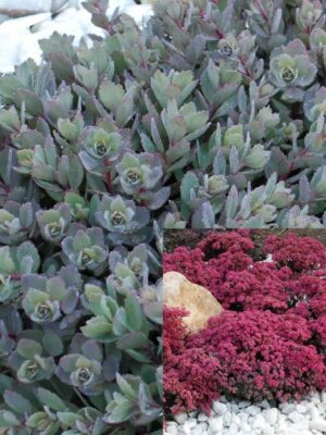 Почвопокривен Седум ослепително блестящо слънце - Sedum Dazzleberry Sunsparkle Почвопокривен Седум ослепително блестящо слънце - Sedum Dazzleberry Sunsparkle