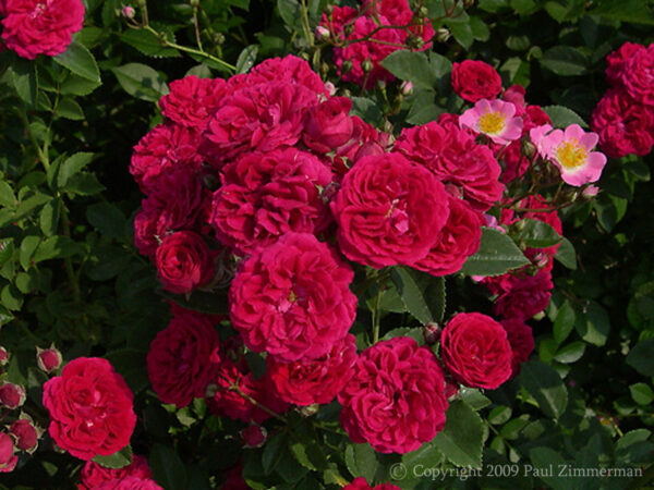 Забележителен сорт катерлива роза с изцяло кичести цветове - Chevy Chase (Rambling Rose)