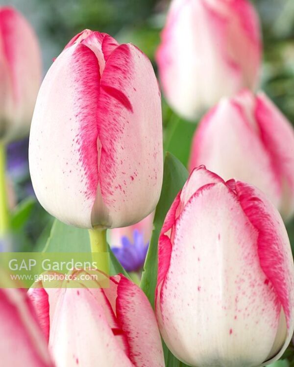 Красиво ягодово розово лале Игривото момиче - Tulip Playgirl