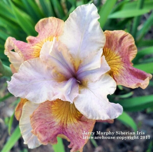 Ирис Джери Мърфи с променящ се розово-златист цвят - Siberian Iris Jerry Murphy