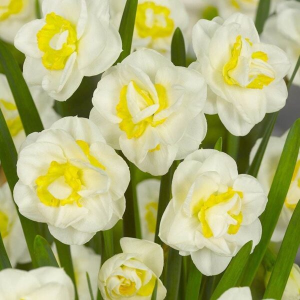 Нарцис Салю кичест и накъдрени цветове - Narcissus Salou