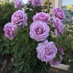 Роза увивна ароматна лилава - Rose lila