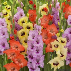 Гладиол едроцветен смес презимува в района на Черно море 3 броя - Gladiolus mix