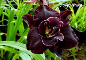 Кичест тъмно лилаво-черен ароматен Хемерокалис Плашило - Hemerocallis Boogeyman