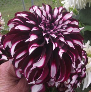 Далия двуцветна лилава с бяло с гигантски 25 см. цвят - Dahlia tartan