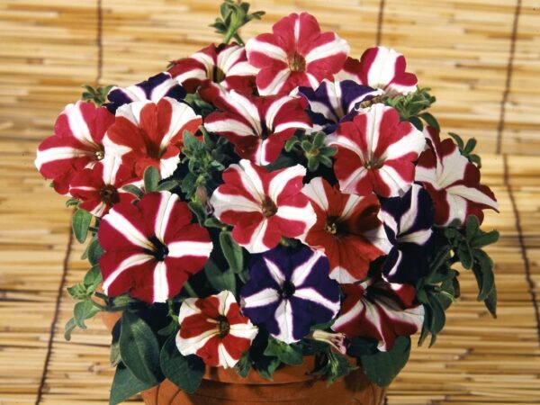 Петуния звезда със супер едър цвят 50 бр.професионални семена - Petunia grandiflora star mix