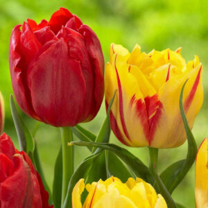 Лале Монзела ароматно кичесто двуцветно -Tulip Monsella